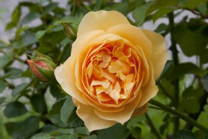 2012-06-19 Mottisfont rose garden2