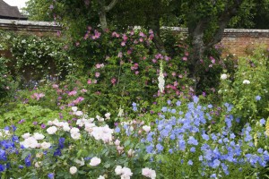 2012-06-19 Mottisfont rose garden5