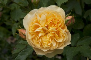 2012-06-19 Mottisfont rose garden7
