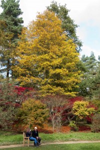 2012-10-27 Batsford Arboretum11
