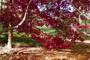 2012-10-27 Batsford Arboretum16