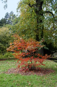 2012-10-27 Batsford Arboretum2