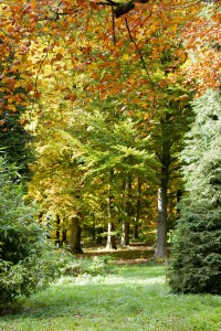 2012-10-27 Batsford Arboretum22