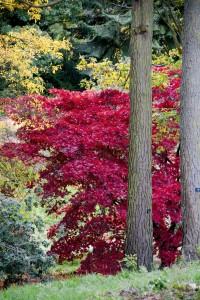 2012-10-27 Batsford Arboretum26