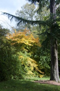 2012-10-27 Batsford Arboretum3