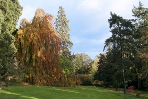 2012-10-27 Batsford Arboretum33