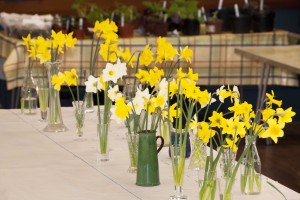 2013-04-06 CGC show daffodils2