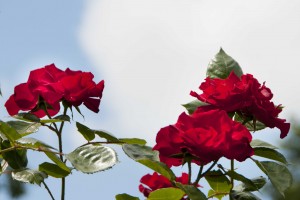 2015-06-19 Dorchester Abbey roses1