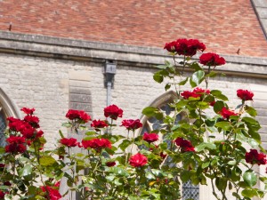 2015-06-19 Dorchester Abbey roses3