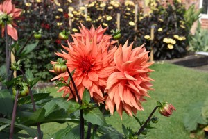 2015-09-15 The Vyne walled garden5