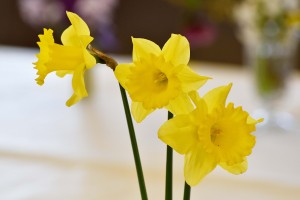 2016-04-02 Yellow daffodils