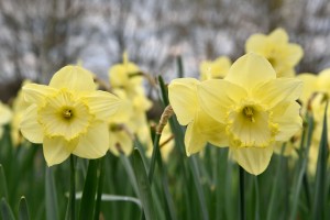 2016-04-14 Wisley daffodils2