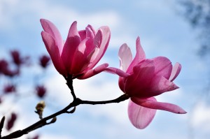 2016-04-14 Wisley magnolia