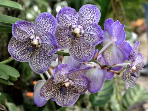 2016-04-14 Wisley orchids1