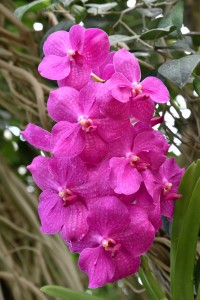 2016-04-14 Wisley orchids2