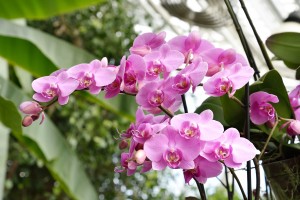 2016-04-14 Wisley orchids3