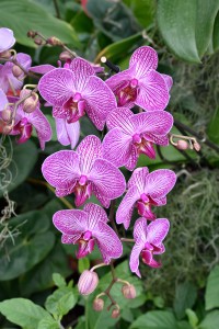 2016-04-14 Wisley orchids5