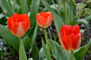 2016-04-14 Wisley tulips