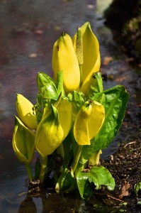 2016-04-14 Wisley yellow skunk cabbage