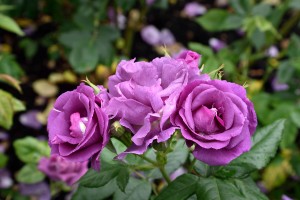 2016-06-13 Hever Castle mauve roses