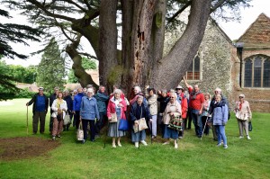2016-06-14 Lullingstone Castle cedar tree hug