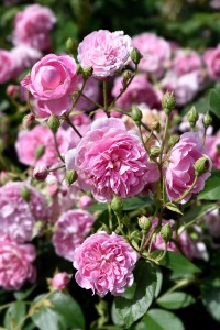 2016-06-15 Wakehurst Place roses