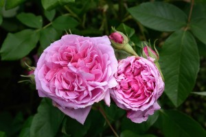 2016-06-16 Pashley Manor dark pink roses
