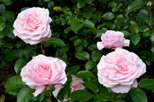 2016-06-16 Pashley Manor pink roses