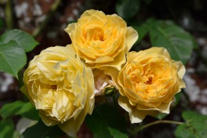 2016-06-16 Pashley Manor yellow roses