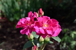 2016-06-16 Sissinghurst Gardens roses1