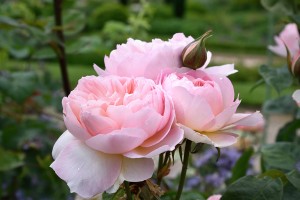 2017-06-13 Trentham Estate roses