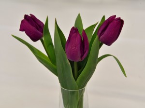 2018-04-07 Purple tulips