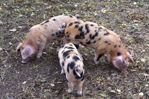 2018-10-12 Harcourt Arboretum Oxford sandy & black piglets-r