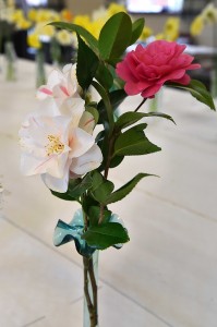 2019-04-06 Camellias