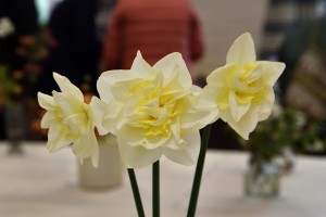 2019-04-06 Double daffodils