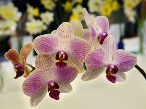 2019-04-06 Orchid