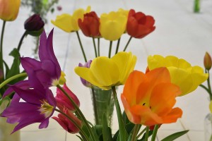 2019-04-06 Tulips